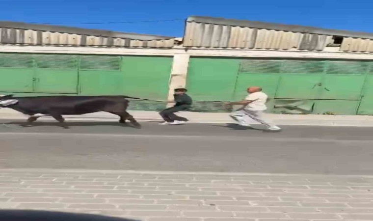 Bursada kaçan kurbanlıklar ortalığı birbirine kattı