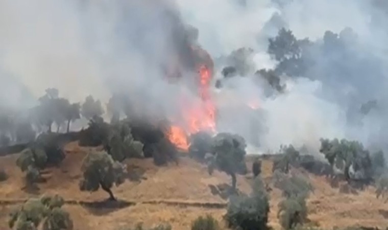 Çinede zeytinlik alanda yangın çıktı