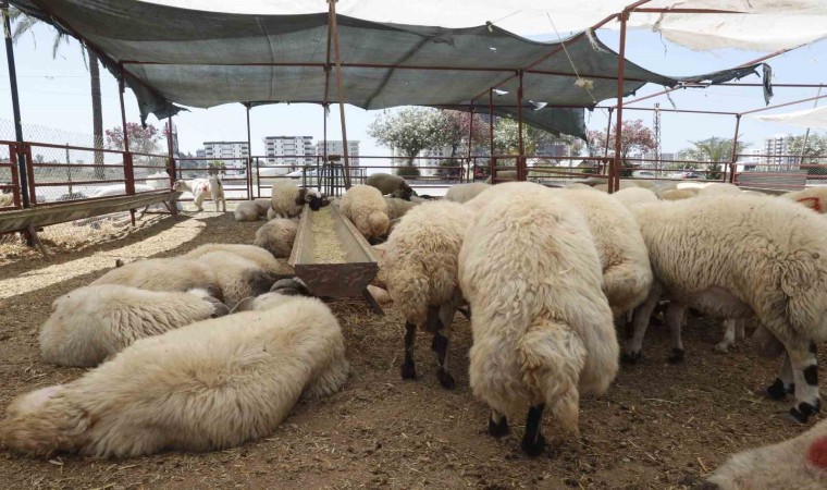 Çukurovada kurban satış alanları denetleniyor