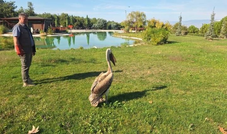 Denizlide günde yaralı 40 kuşa yardım ediliyor