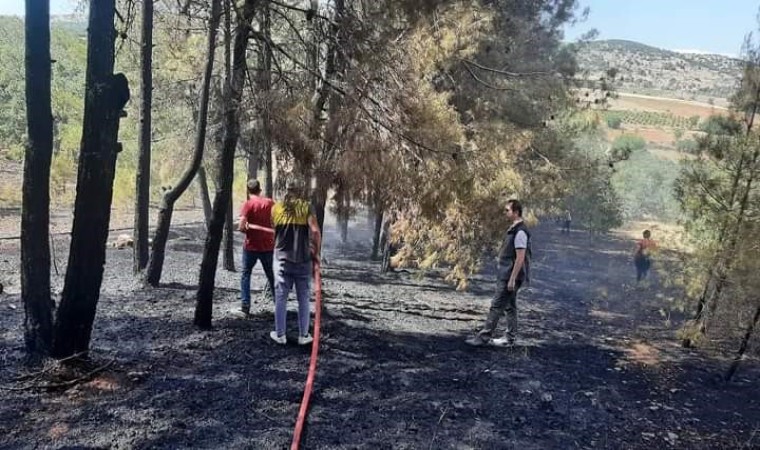 Denizlide orman yangını kısa sürede kontrol altına alındı