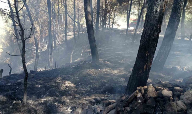 Denizlide ormanlık alanda çıkan yangın büyümeden söndürüldü