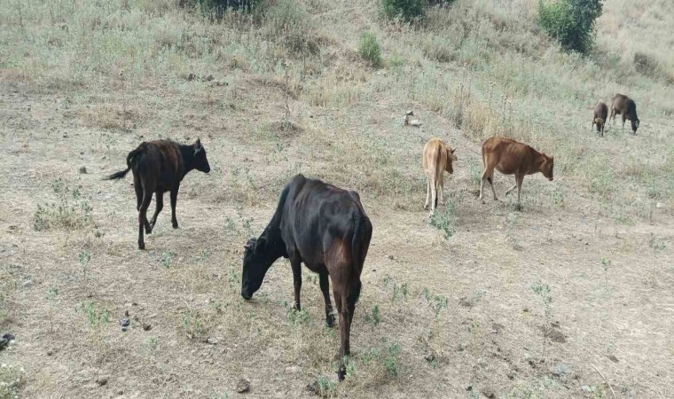 Derecikte kayıp inekler 4 gün sonra bulundu