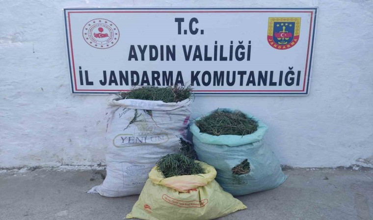 Didimde 70 kilogram deniz börülcesi ele geçirildi