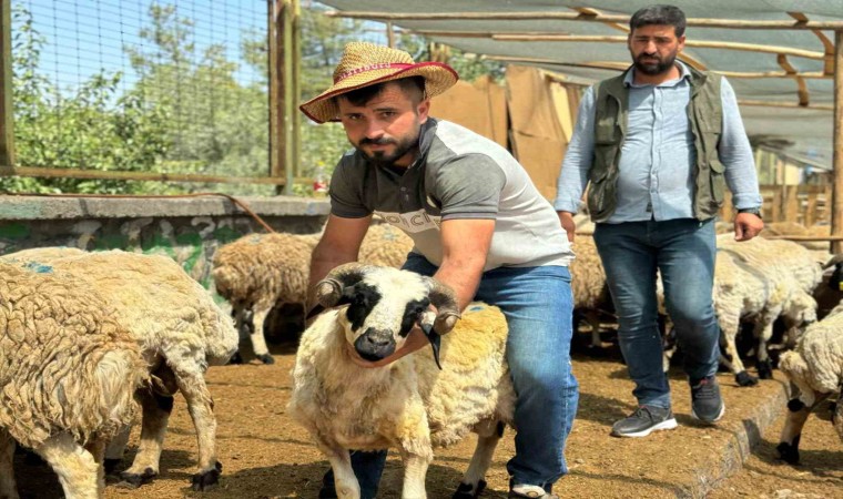 Diyarbakırda hayvan pazarlarında bayramın son günü yoğunluk arttı