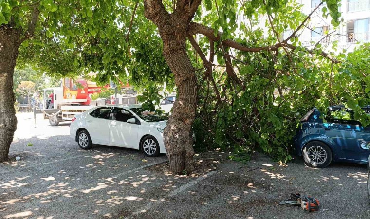 Dut ağacının kırılan dalı otomobillerin üzerine düştü