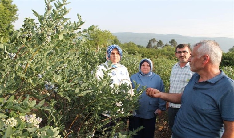 Düzcede Maviyemiş hasadı başladı