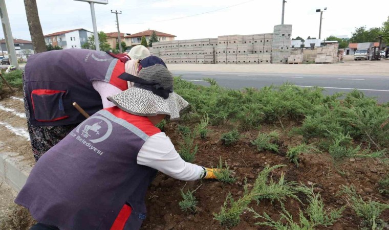 Düzcenin dört bir yanı çiçeklendiriliyor