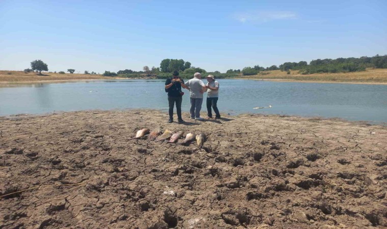 Edirnede toplu balık ölümleri ile ilgili soruşturma başlatıldı