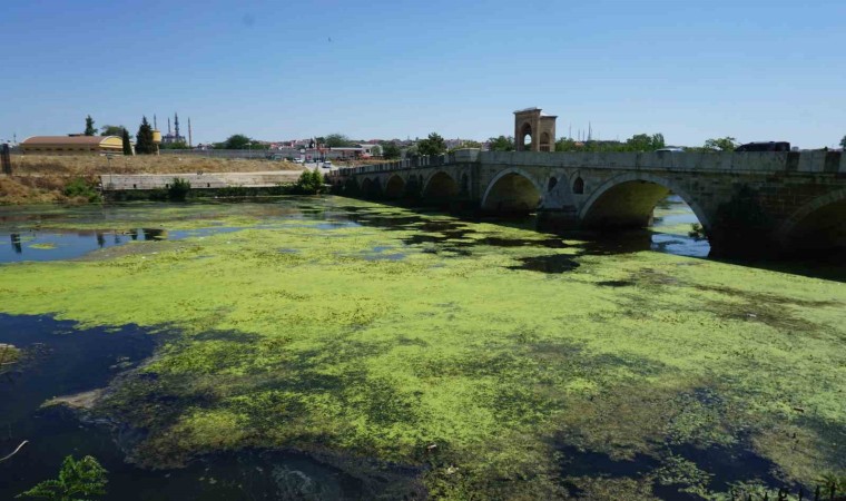 Edirnede Tunca Nehri yeşile büründü