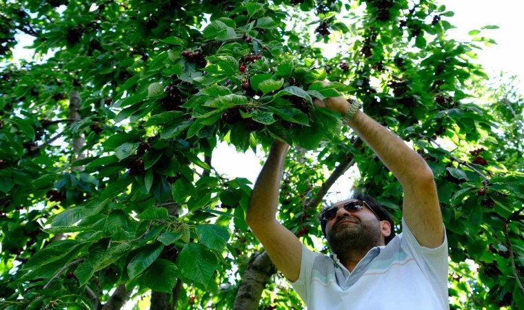 Erzincanda dalları bastı kiraz