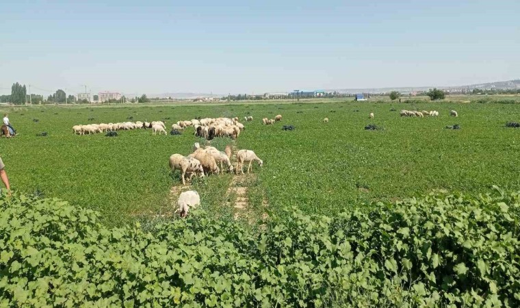 Eskişehirde çiftçiler satamadıkları maydanozu koyunlara yedirdi