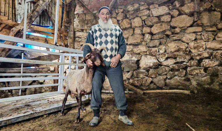 Fikir sahiplerini ikiye bölen soru: 4 boynuzlu koçun durumu Alo Fetva 190 hattına soruldu