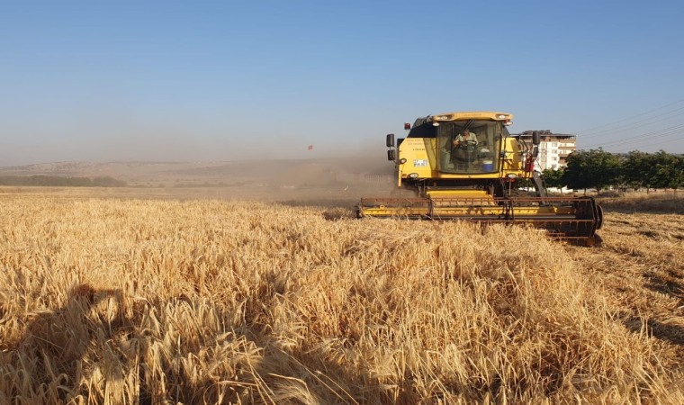 Gaziantepte arpa ve buğday hasadı başladı