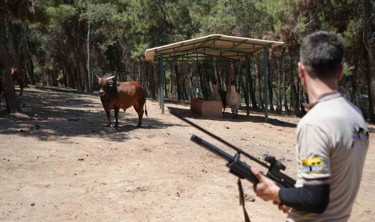 Gaziantepte kurban yakalama timi bayrama hazırlanıyor