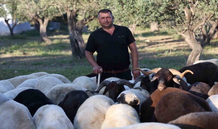 Geçtiğimiz yıl kurban satışının sessiz geçtiği deprem bölgesinde kurban hareketliliği başladı