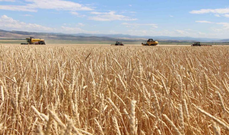 Gökhöyükte tohumluk buğday hasadı başladı: 4 bin 500 ton üretim bekleniyor