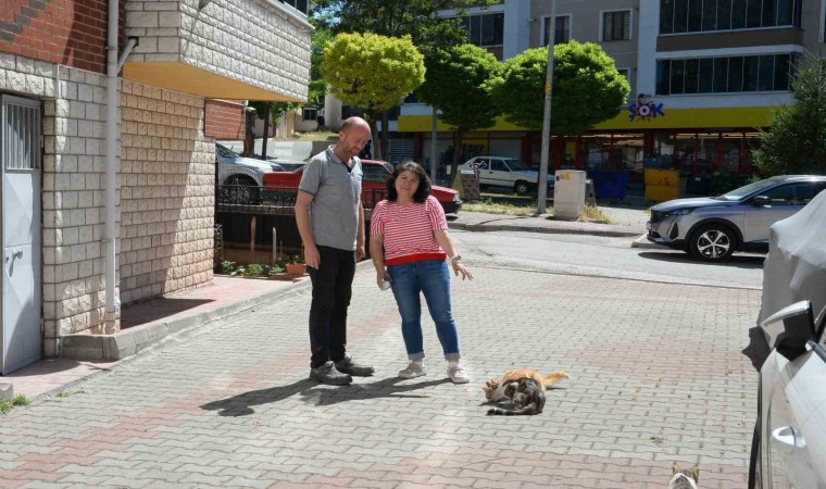 Hasta kedileri tedavi eden Bozüyük Belediyesine hayvanseverden teşekkür