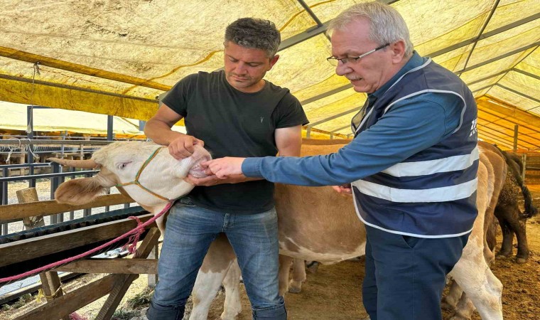 İhlas Vakfı Kurban Bayramında faaliyetlerini sürdürüyor