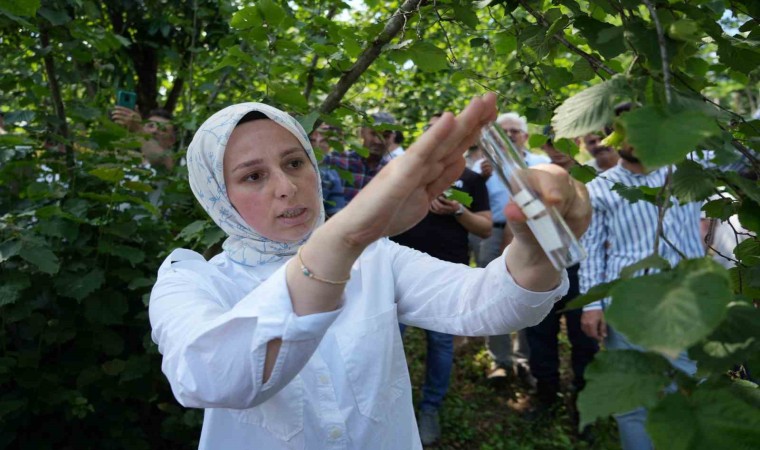 Kahverengi kokarca ile mücadele: 14 bin ‘samuray arısı doğaya salındı