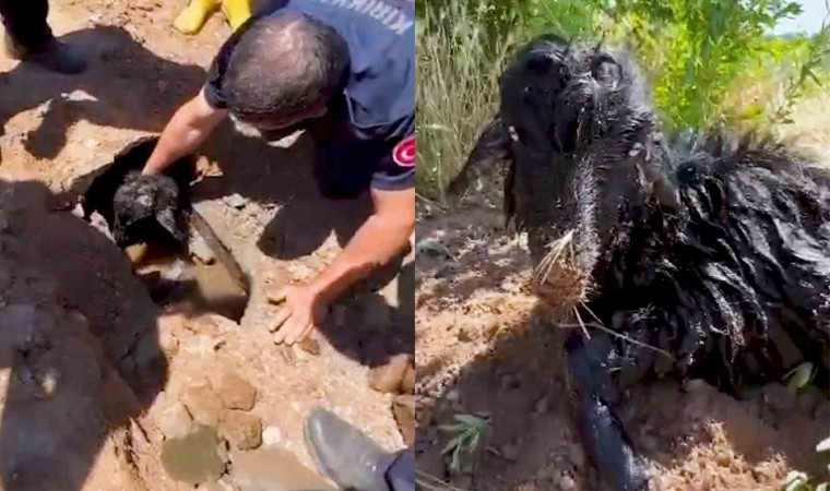 Kanalizasyon borusundan oğlak çıktı