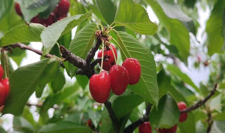 Karı ve soğuğuyla meşhur Erzurumda kiraz hasadı