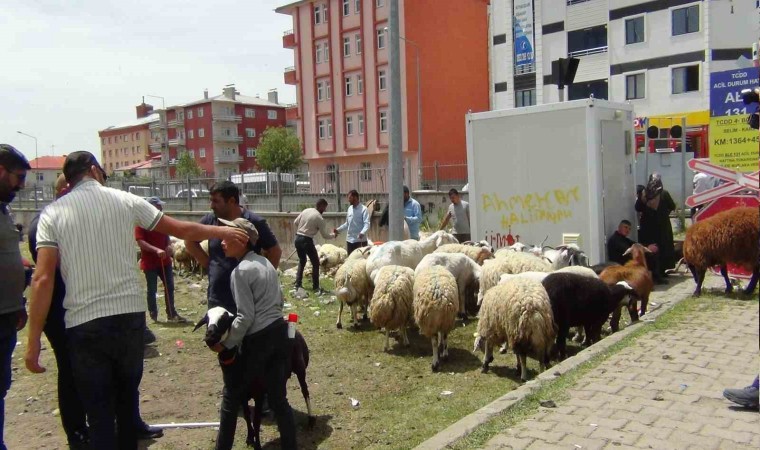 Karsta hayvan pazarında yoğunluk