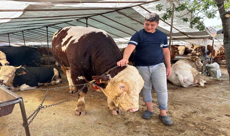 Kartalda kurban pazarının şampiyonu 1320 kilo ağırlığındaki tosun alıcısını bekliyor