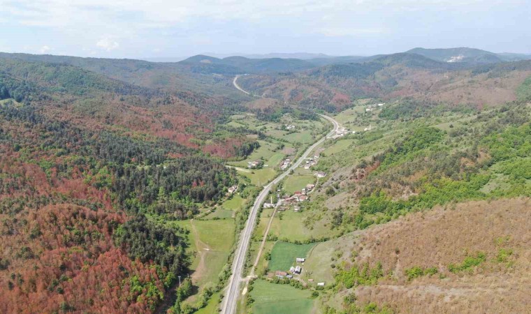 Kastamonuda kahverengiye bürünen ormanlarla ilgili açıklama