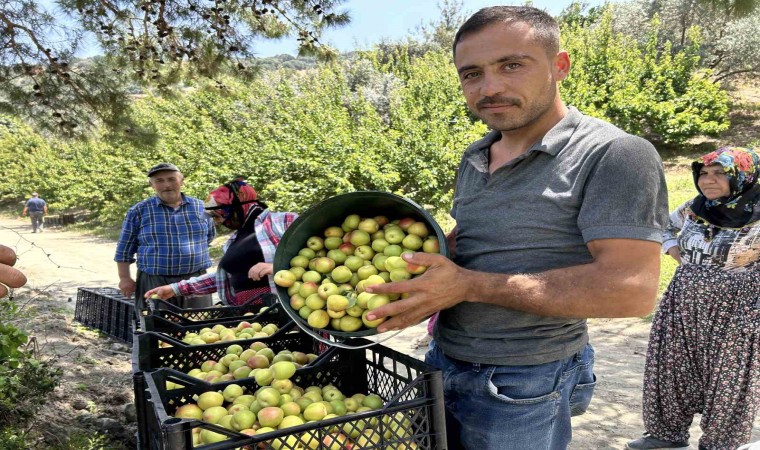 Kavurucu sıcakta zorlu hasat: Kayısı tarladan 25 TL ile 30 TL arasında alıcı buluyor