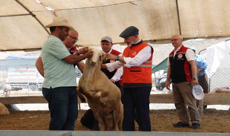 Kayseride tek, Türkiyeye ise örnek olan profesyonel kurban hizmeti bayrama hazır