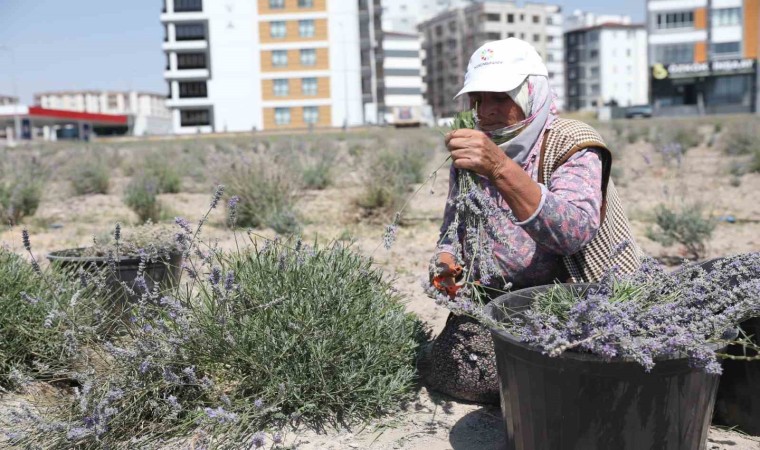 Kayserinin parfüm kokan mahallesi: Erkilet