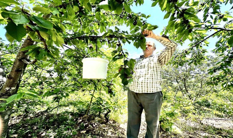 Kiraz üreticisi günlük 2 bin TLye işçi bulamıyor