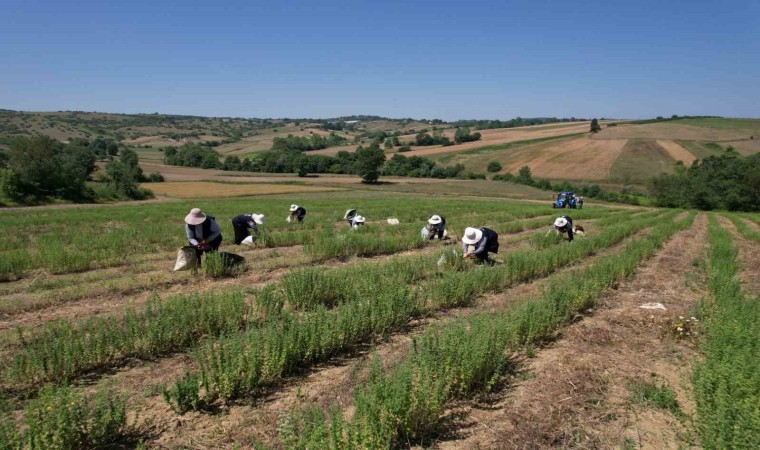 Kocaelide kekik hasadı başladı