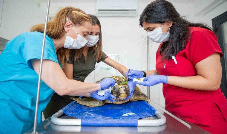 Körfezdeki yaralı caretta caretta kurtarıldı