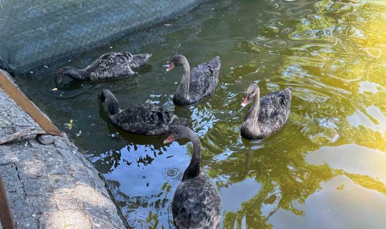 Kuğulu Parktaki yavru kuğular büyüdü