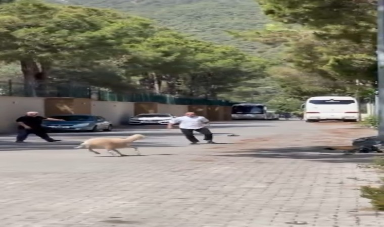 Kurban Bayramında manzara değişmedi, firari kurbanlıklar sahiplerine ter döktürdü