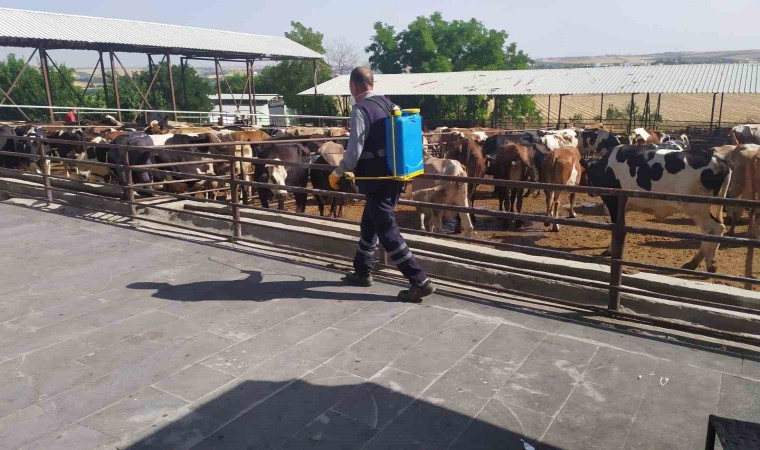 Kurban satış ve kesim yerleri ilaçlanıyor