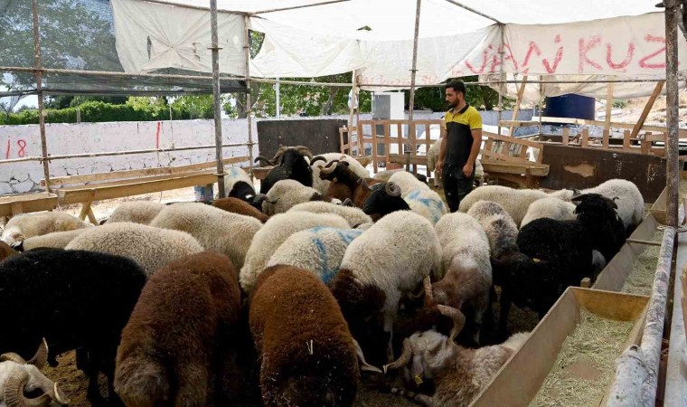 Kuşadası Belediyesi Kurban Bayramına hazır