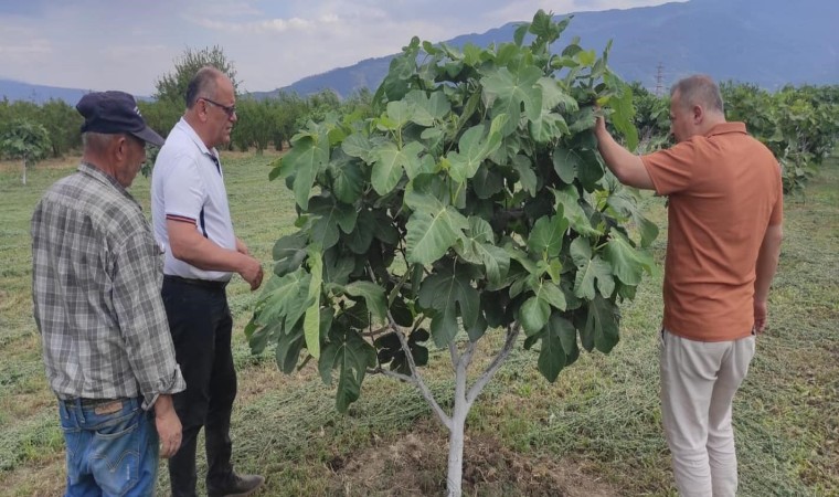 Kuyucakta incir bahçelerinde hastalık ve zararlı kontrolü yapıldı