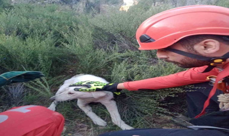 Kuyuya düşen köpeği AKUT ekipleri kurtardı