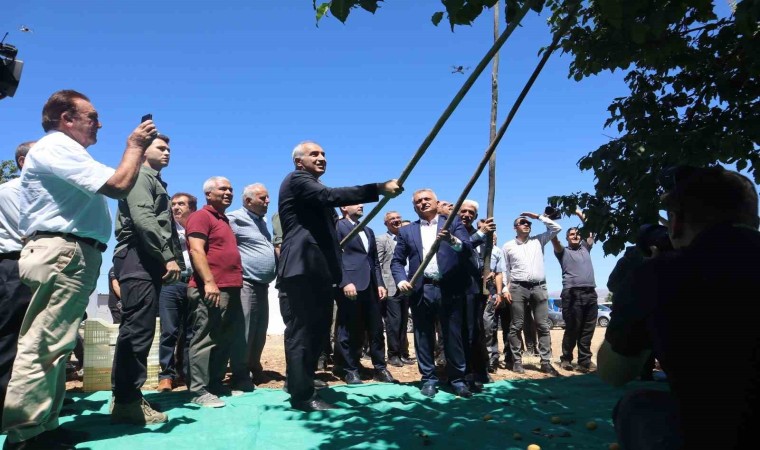 Malatyada kayısı hasat şenliği düzenlendi