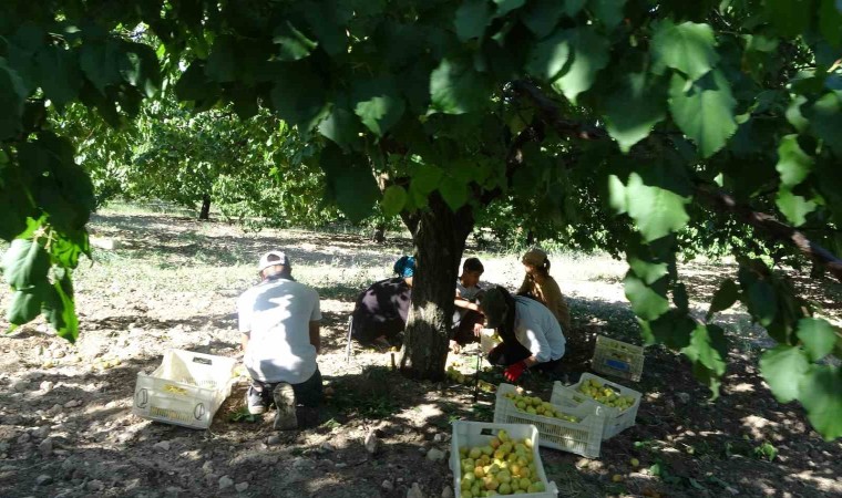 Malatyada sarı altın hasadı başladı