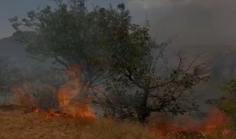 Mardinde ağaçlık alanda çıkan yangın söndürüldü