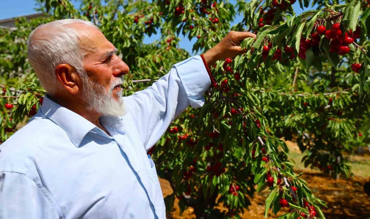 Medeniyetler beşiği 5 bin yıllık Harputta erken kiraz hasadı