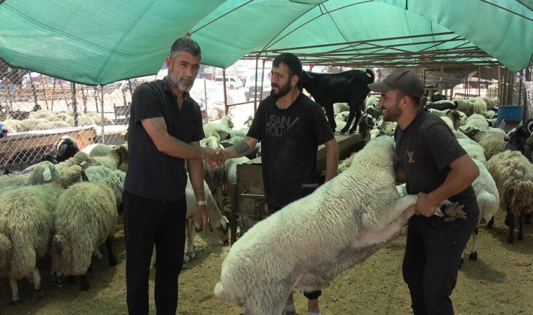 Mersinde kurbanlık hayvan pazarlarında hareketlilik başladı