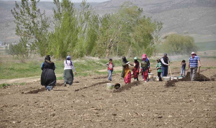 Mevsimlik tarım işçileri tarlalarda rızıklarını çıkarıyor