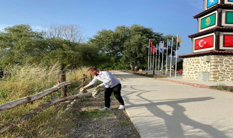 Osmanelinde artan yılanlara kükürt tozu ile önlem alınıyor