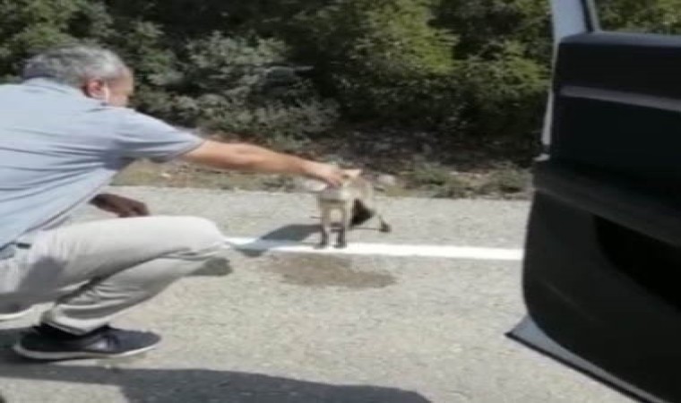 Osmaniyede susayan tilki yol kesti