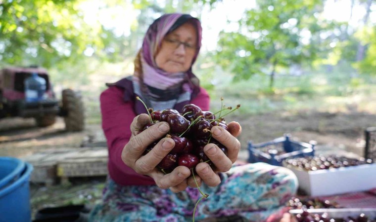 (ÖZEL) Coğrafi işaretli Keles kirazında 22 bin ton rekolte bekleniyor